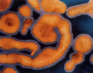 Se gli sbarchi non bastano più. Lo spettro del virus ebola nei quotidiani