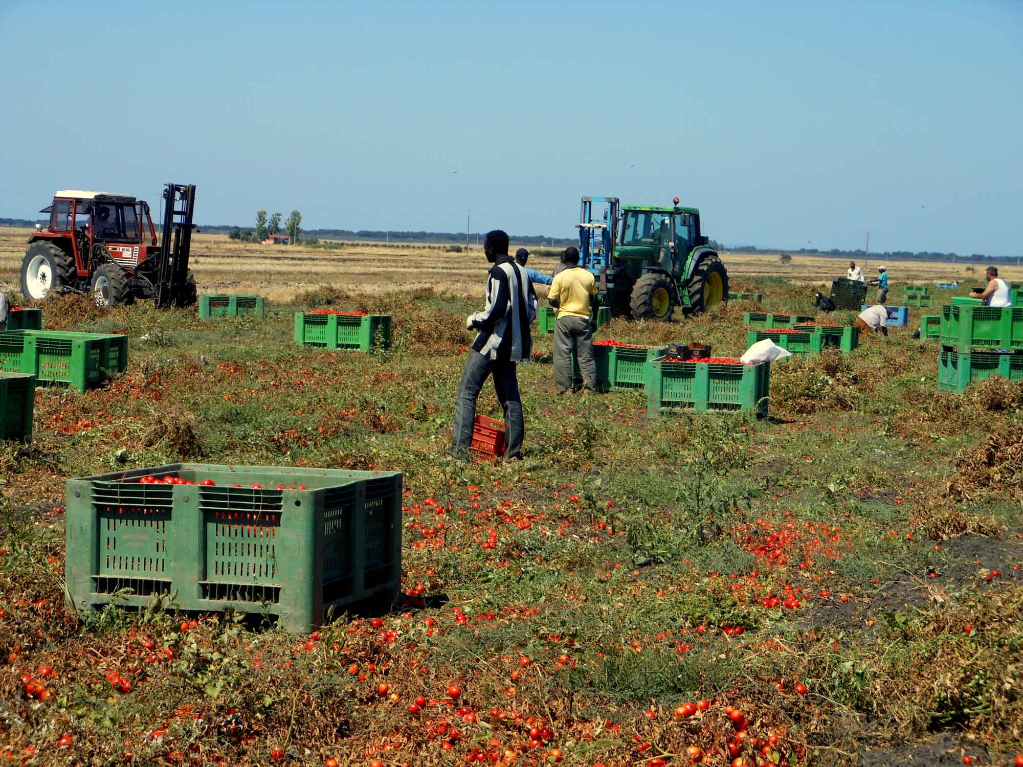 Lavoratori stranieri nei campi: sfruttamento e violazioni dei diritti umani lo caratterizzano