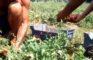 Regolarizzazione: i lavoratori non si difendono solo sui campi