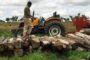 Il “legno rosa” rubato in Africa: il reportage